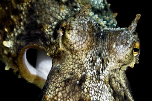 "Octopus - Face to Face" a picture from the famous dive s... by Henry Jager 